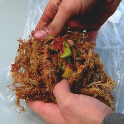 Sortir la dionaea de sa protection de sphaigne