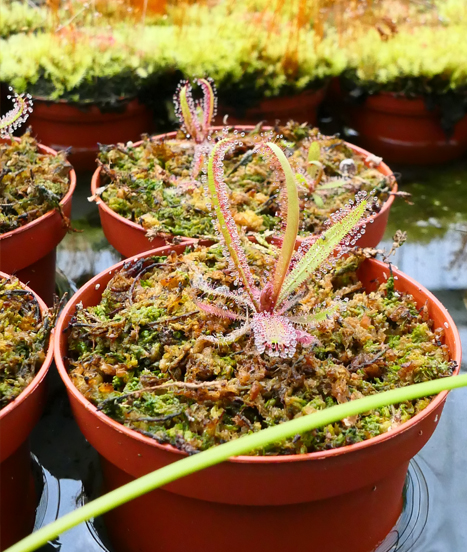 La sphaigne déshydratée est très efficace en culture de plantes carnivores comme ici avec drosera adelae