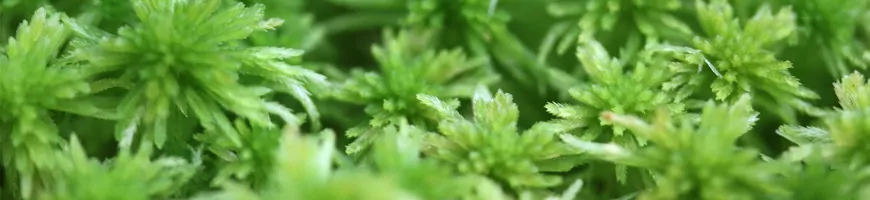 Têtes étoilées de sphaigne vivante vert tendre, texture dense et duveteuse