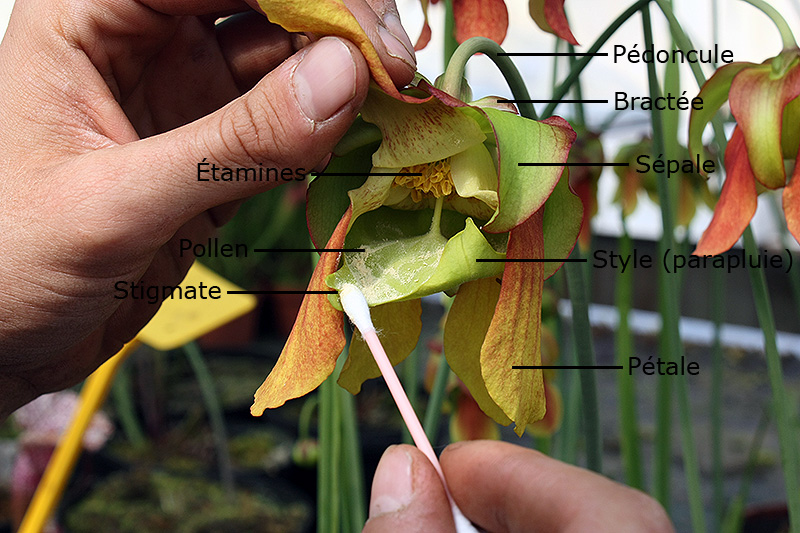 Structure d'une fleur de Sarracenia