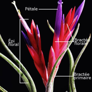 Tillandsia : un peu d’anatomie : image à la une