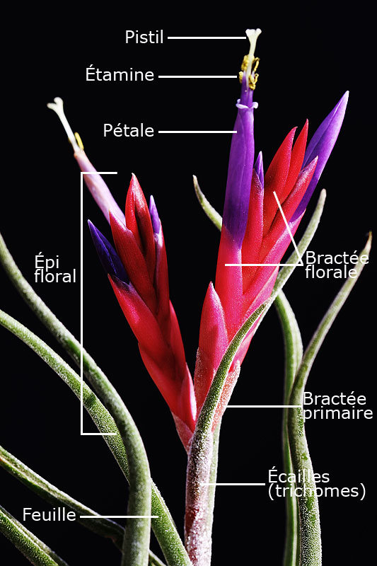 Structure d'une inflorescence de Tillandsia