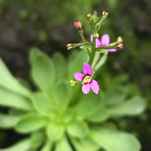 Stylidium : image à la une