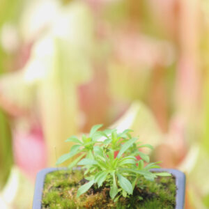 Stylidium
