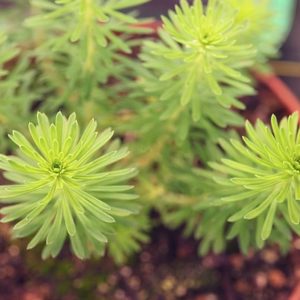 Plante carnivore du moment : Stylidium adnatum : image à la une