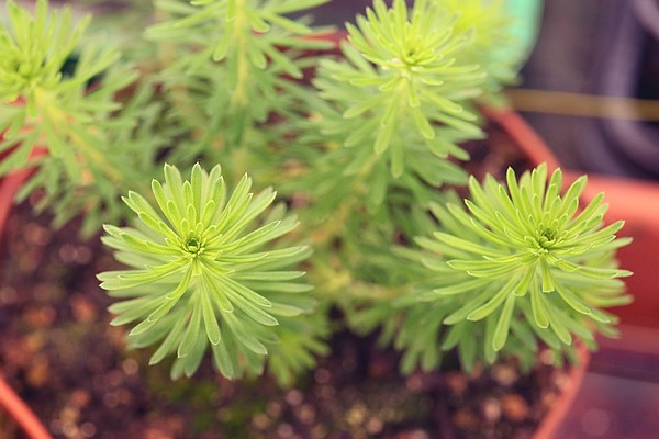 Stylidium adnatum