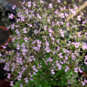Tout sur Stylidium debile : image à la une