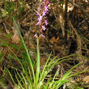 Tout sur Stylidium graminifolium : image à la une