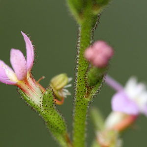 Stylidium : de vraies carnivores : image à la une