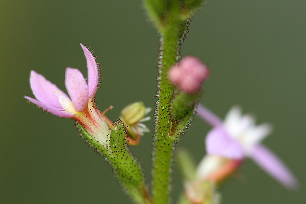 Inflorescence de Stylidium graminifolium