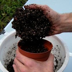 Remplir le pot de substrat