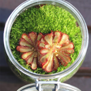 Comment créer un terrarium planté : image à la une