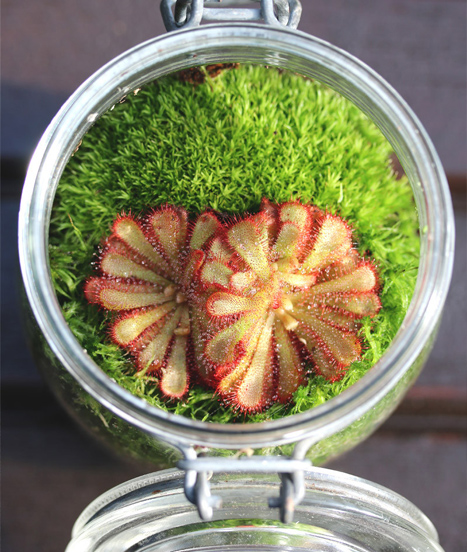 Les plantes carnivores se prêtent très bien au jeu des terrariums plantés !