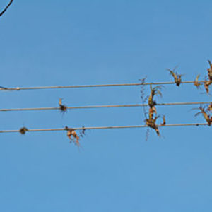 Des Tillandsia sur des câbles électriques : image à la une