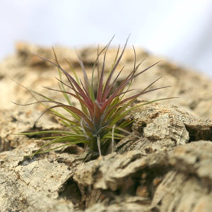 Entretien et culture des Tillandsia : image à la une