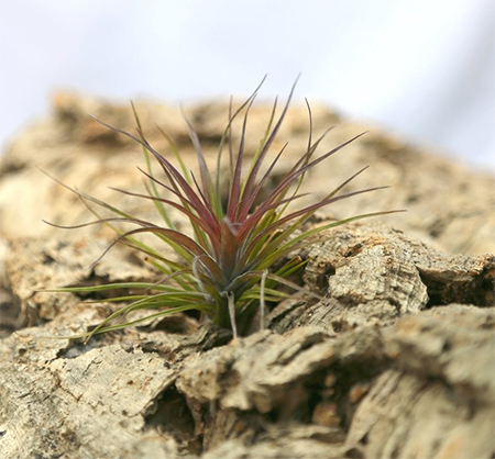 Tillandsia tenuifolia