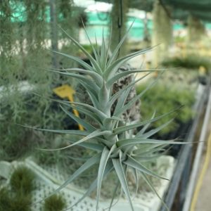 La culture des Tillandsia : la fixation : image à la une