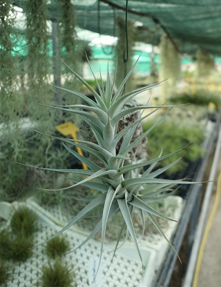 Fixation des Tillandsia