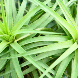 Lumière sur Tillandsia aeranthos : image à la une