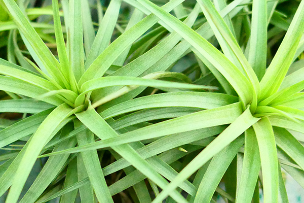 Tillandsia aeranthos