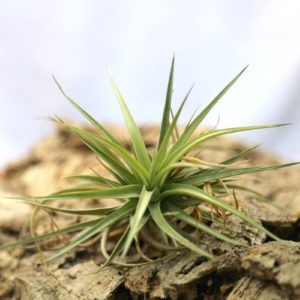 Tillandsia
