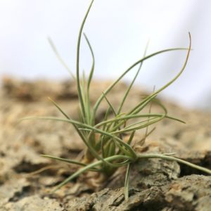 Tillandsia