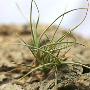 Tillandsia : zoom sur des organes clés : image à la une