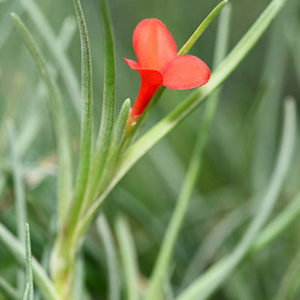 Lumière sur tillandsia albertiana : image à la une