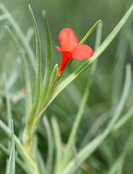 Tillandsia albertiana en fleur