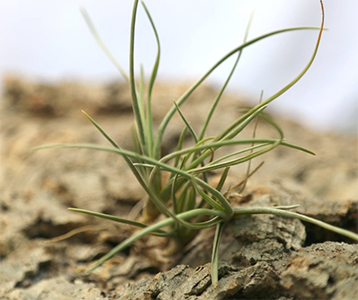 Tillandsia albertiana