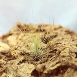 Tillandsia