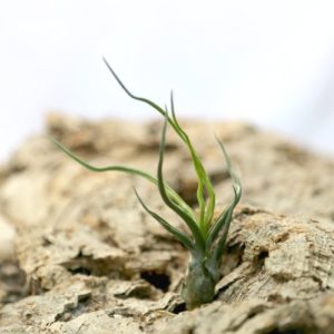 Tillandsia