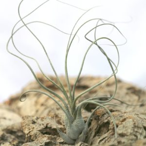 Tillandsia