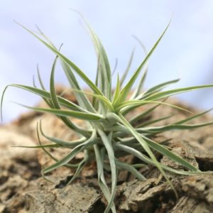 Tillandsia