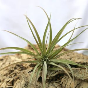 Tillandsia