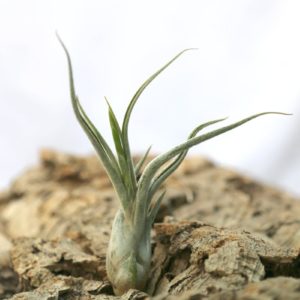 Tillandsia