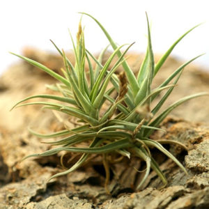 Les feuilles coriaces des Tillandsias : image à la une