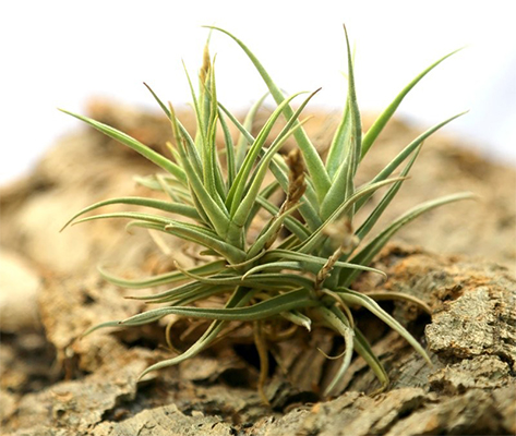 Tillandsia cristata