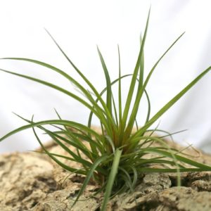 Tillandsia