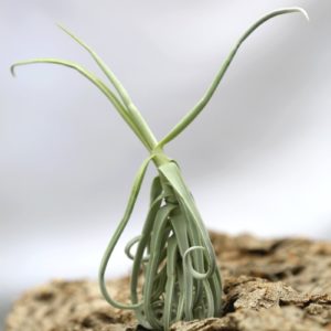 Tillandsia