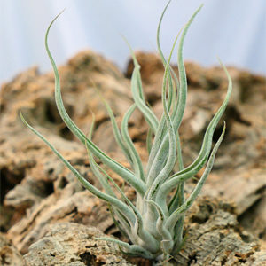 Tillandsia