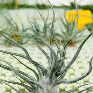 Lumière sur Tillandsia ehlersiana : image à la une