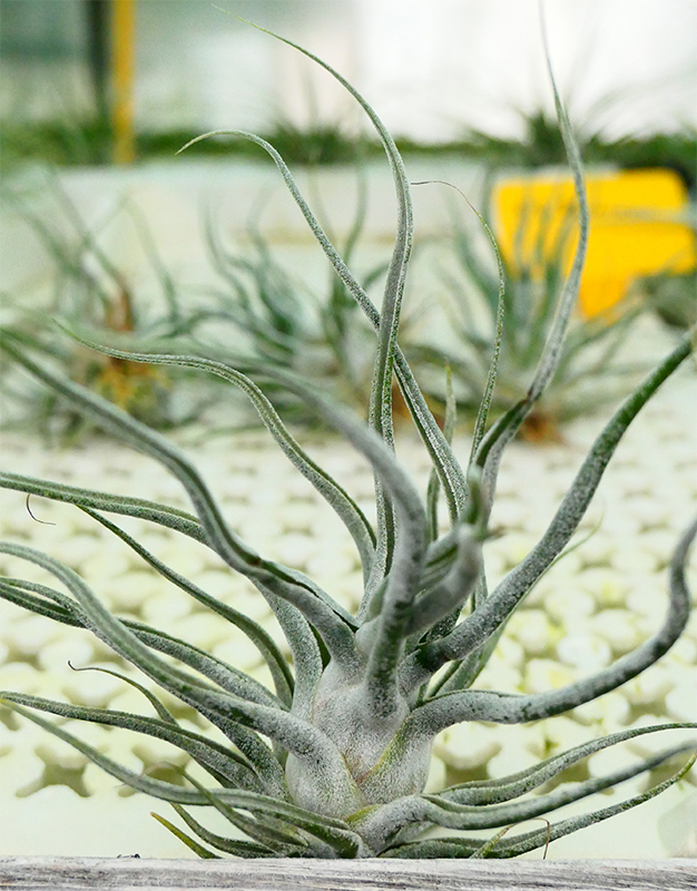 Tillandsia ehrlesiana de face et en pleine forme