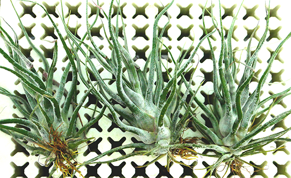 tillandsia ehrlesiana