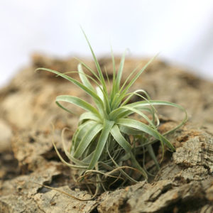 Tillandsia