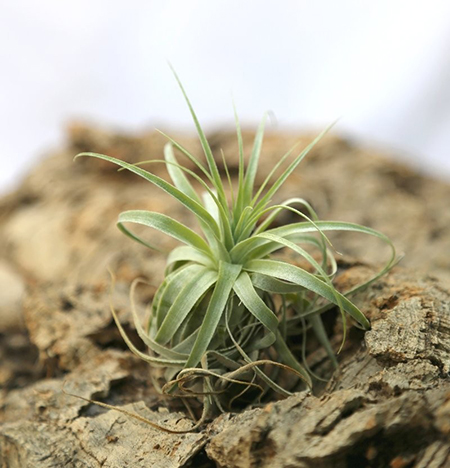 Tillandsia gardneri