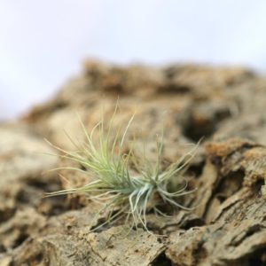 Tillandsia