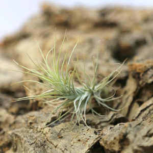 Lumière sur Tillandsia heteromorpha : image à la une