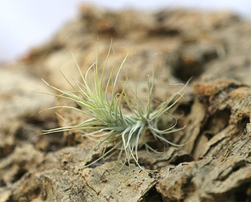 Surprenant Tillandsia heteromorpha