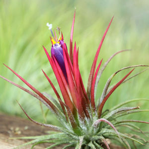 Tillandsia